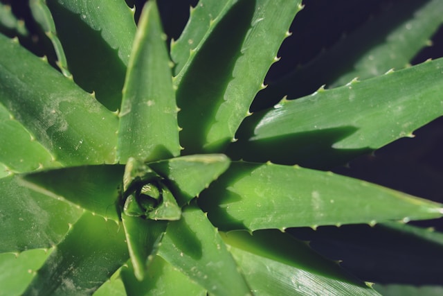 aloe vera